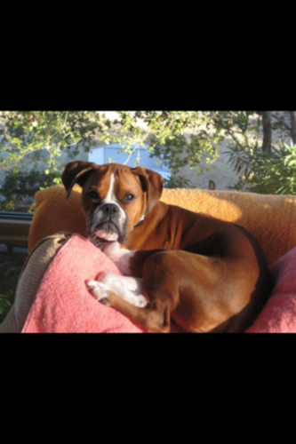 Boxer Time