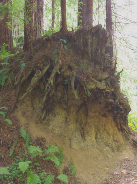 Redwoods