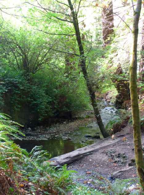 Redwood walk 