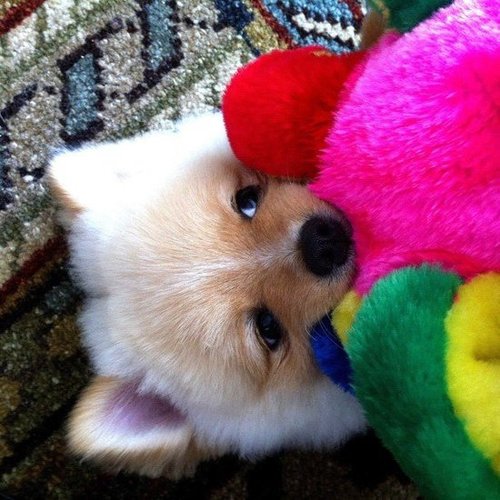 My Best Camouflage Is Another Fuzzy Cutie My Best Camouflage Is Another Fuzzy Cutie