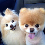 Cute Pomeranian Pictures Cute Pomeranian Pictures