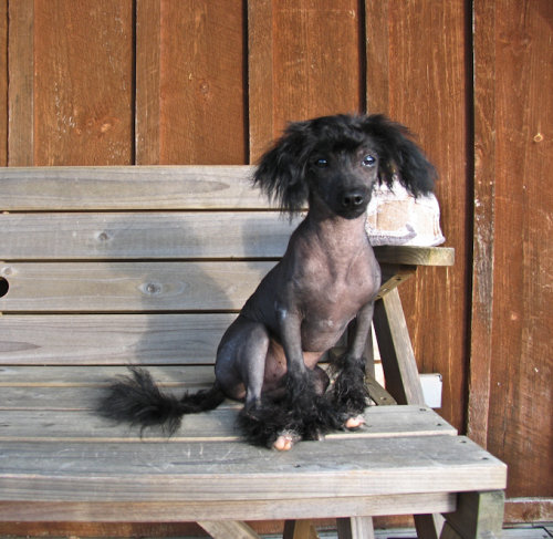 Prince, a Chinese Crested-Poodle Mix