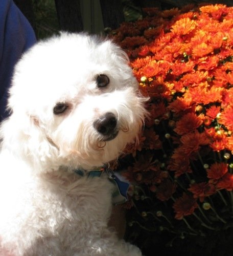 Lea, a Bichon Frise Lea, a Bichon Frise