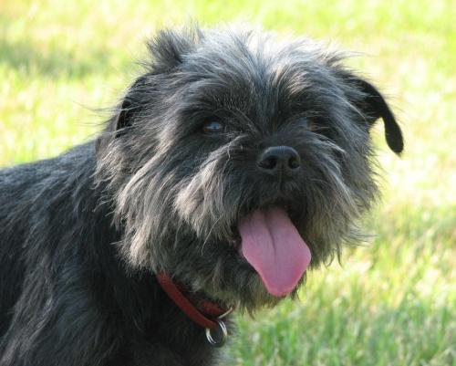 Alice, an Affenpinscher Alice, an Affenpinscher