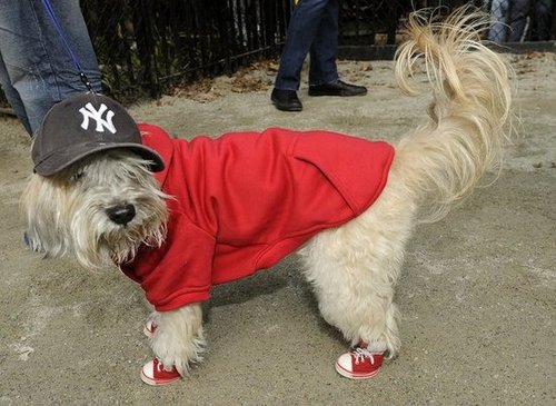 New York Hot Dog New York Hot Dog