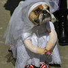 Cute Animals in Halloween Costumes