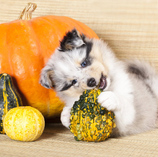 Pumpkins