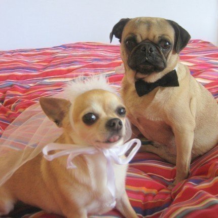 Bride and Groom Bride and Groom