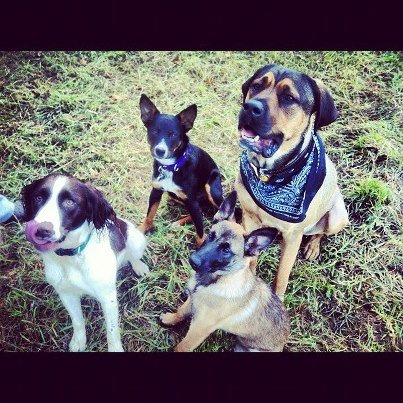 Ain't no party like a puppy play party!