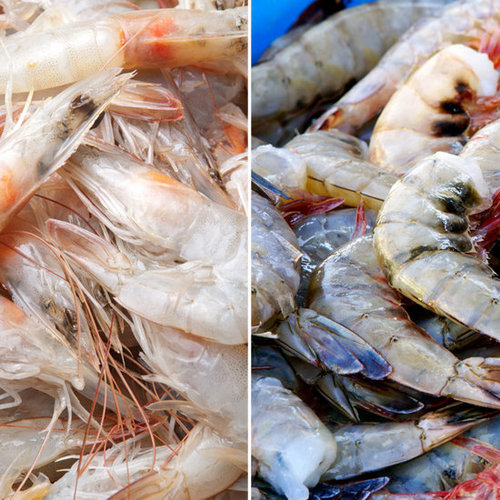 Shrimp Shrimp