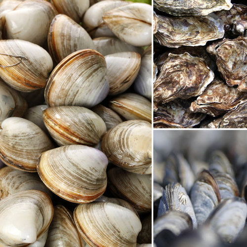 Bivalves Bivalves