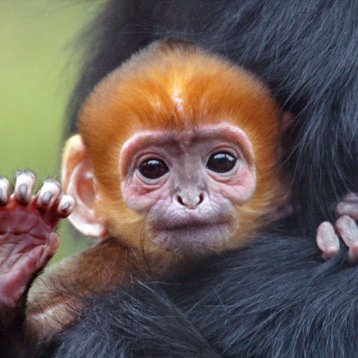 San Francisco Giants Rally Monkey Born at SF Zoo