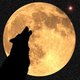wolfleap wolfleap