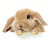 PETA Grant to Help End Animal Testing in China