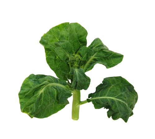 Mustard Greens Mustard Greens