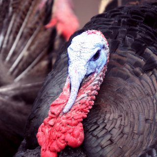 Fun Facts About Turkeys