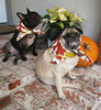 Thanksgiving Leftover Treats For Your Dog