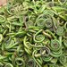 Fiddlehead Ferns