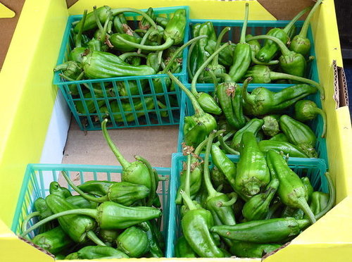 Padron Peppers Padron Peppers