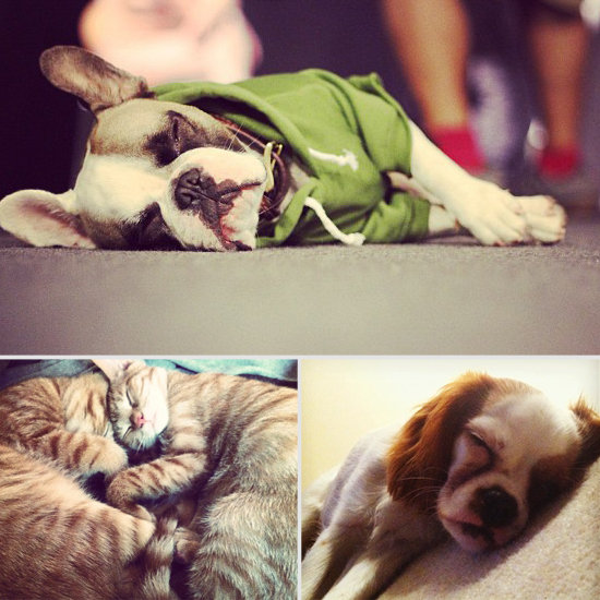 10 Pets Snoozing For Your Post-Turkey Day Enjoyment 10 Pets Snoozing For Your Post-Turkey Day Enjoyment