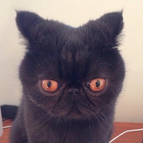 Cute Smush-Faced Cats