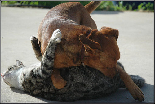 I Got You! I Got You!