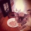 Is It OK to Feed Cats Table Scraps?