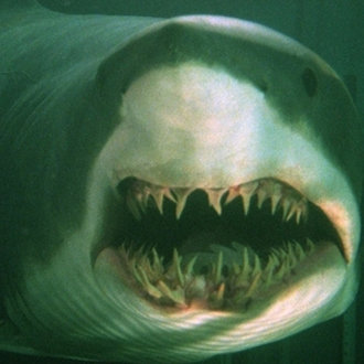 Ocean Movie Trivia Ocean Movie Trivia