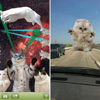 Cat Photo Apps