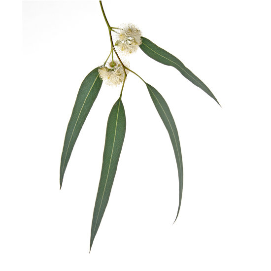 Eucalyptus Eucalyptus
