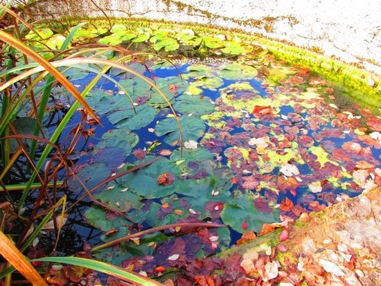 the Pond in Wasserfallen - BL - Switzerland