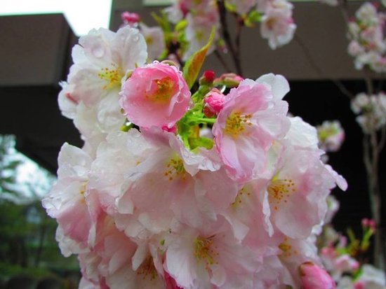 Japanese Plum Blossom