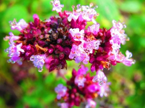 dunno what Flower that is...