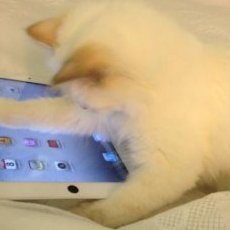 Choupette's Twitter Writer Revealed
