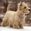 How to Prepare Your Pet For Winter