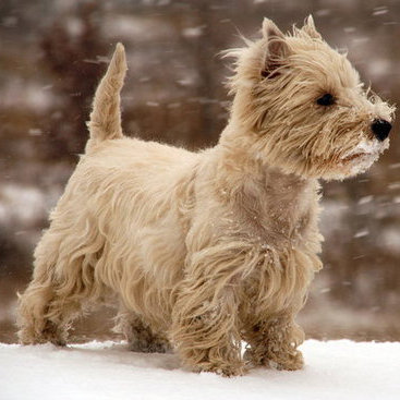How to Prepare Your Pet For Winter