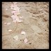 Bring Bubbly to the Beach