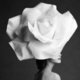 RoseQ
