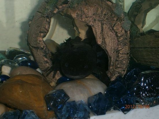 I'm a fish, I'm mexican & I walk....