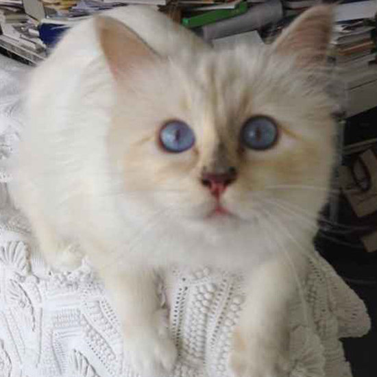 C Is For Choupette C Is For Choupette