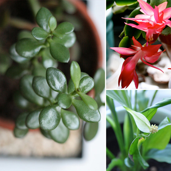 5 Beautiful, Foolproof Houseplants 5 Beautiful, Foolproof Houseplants