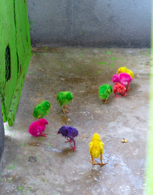 rainbow chicks 