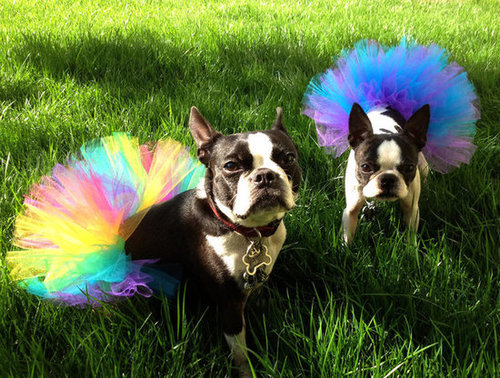 There's no way you won't want one of these handmade pet tutus ($10) for your furry friend after seeing this adorable picture.
There's no way you won't want one of these handmade pet tutus ($10) for your furry friend after seeing this adorable picture.