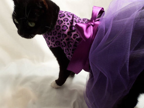 Indulge your cat's inner ballerina with this handmade purple-and-black leopard cat dress ($30).
Indulge your cat's inner ballerina with this handmade purple-and-black leopard cat dress ($30).