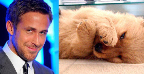 It's a battle of cuteness on the Is Ryan Gosling Cuter Than a Puppy? site.
It's a battle of cuteness on the Is Ryan Gosling Cuter Than a Puppy? site.