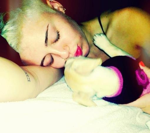 Miley Cyrus cuddled with her new puppy, Bean.
Source: Twitter user MileyCyrus
Miley Cyrus cuddled with her new puppy, Bean.
Source: Twitter user MileyCyrus