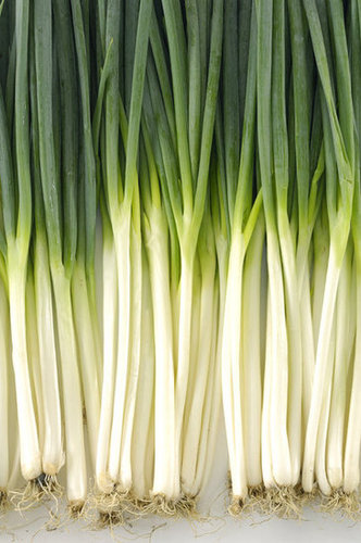 Scallions Scallions