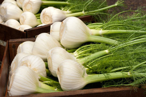 Fennel Fennel