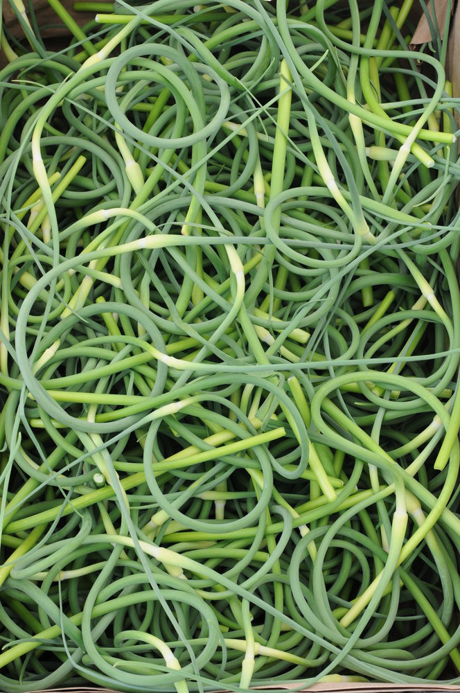Garlic Scapes Garlic Scapes