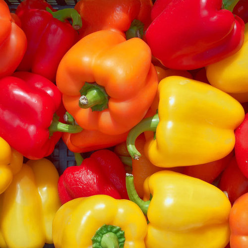 Bell Peppers Bell Peppers